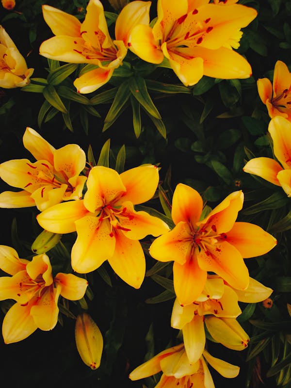 Wholesale lilies — Oriental, Asiatic, calla and tiger varieties for bulk orders