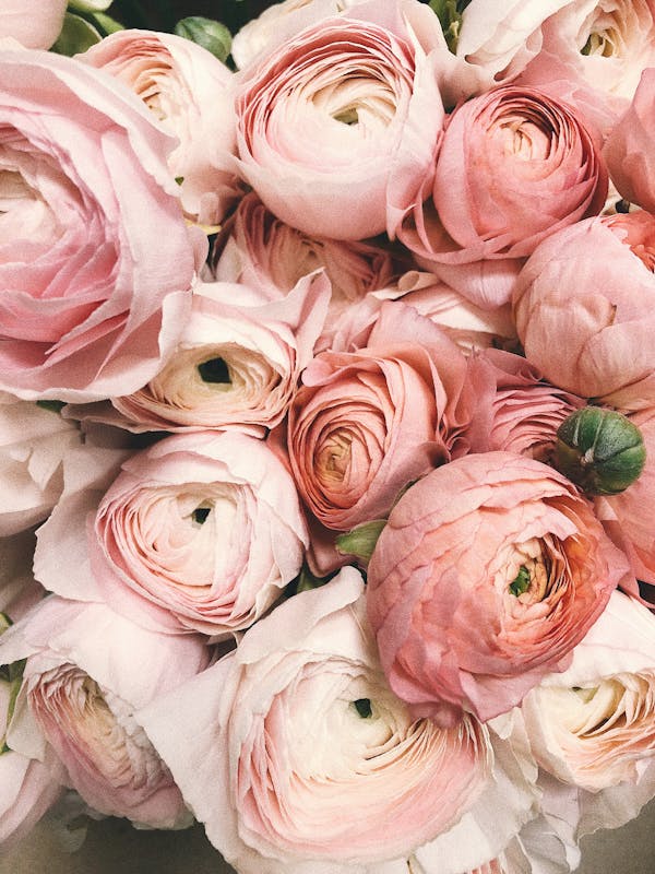 Wholesale ranunculus and anemones — popular DIY wedding flowers