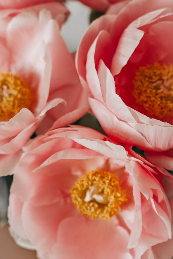 Wholesale specialty flowers — peonies, dahlias, garden roses and sweet peas seasonal