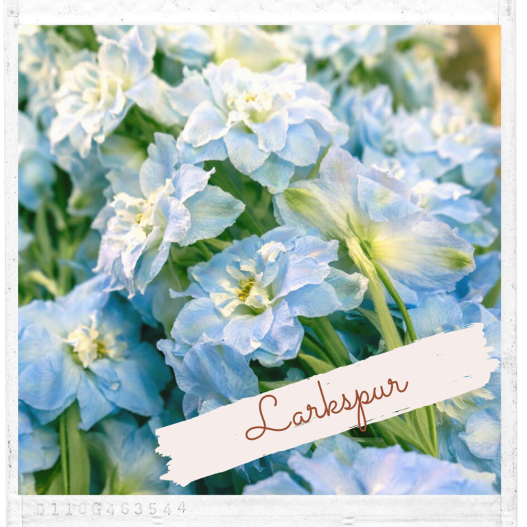 Larkspur