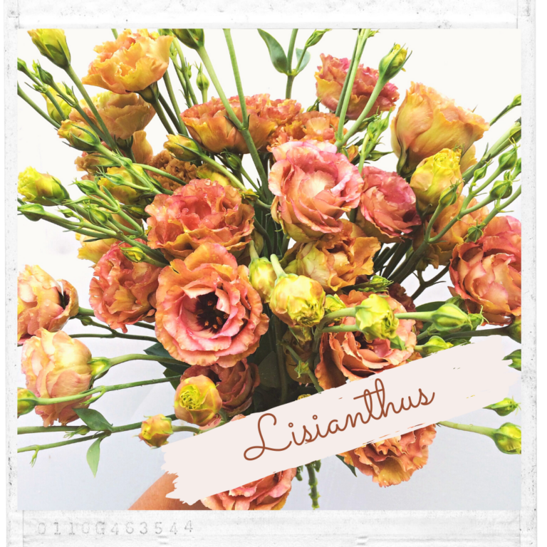 Lisianthus