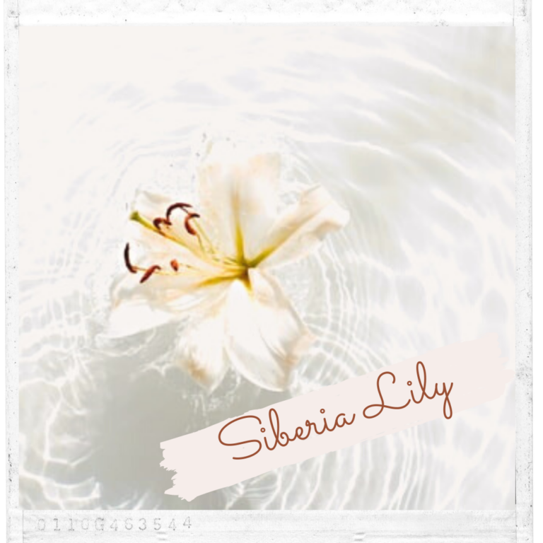 Siberia Lily