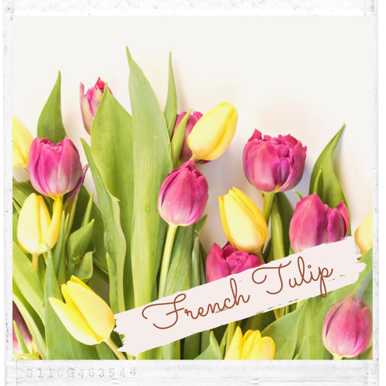 French Tulips