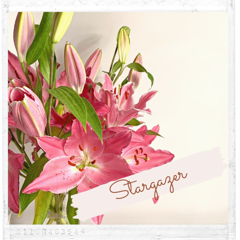 Stargazer lily