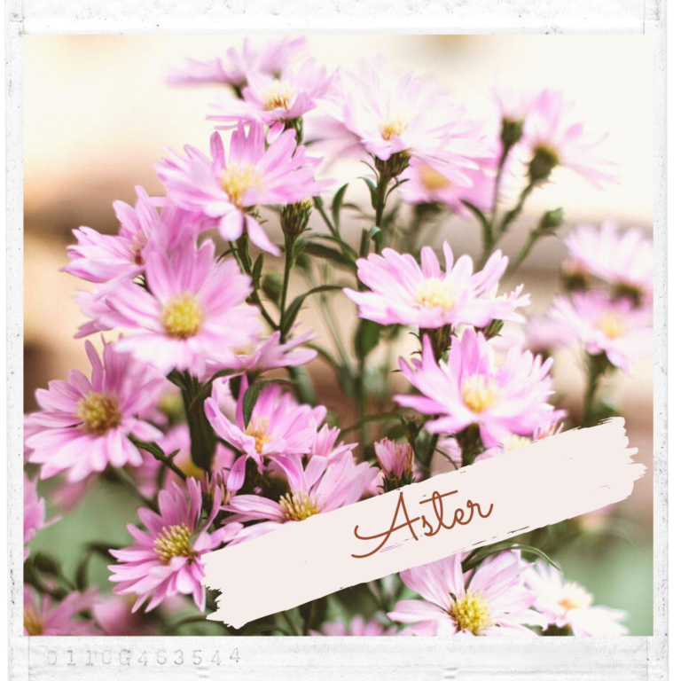 Aster