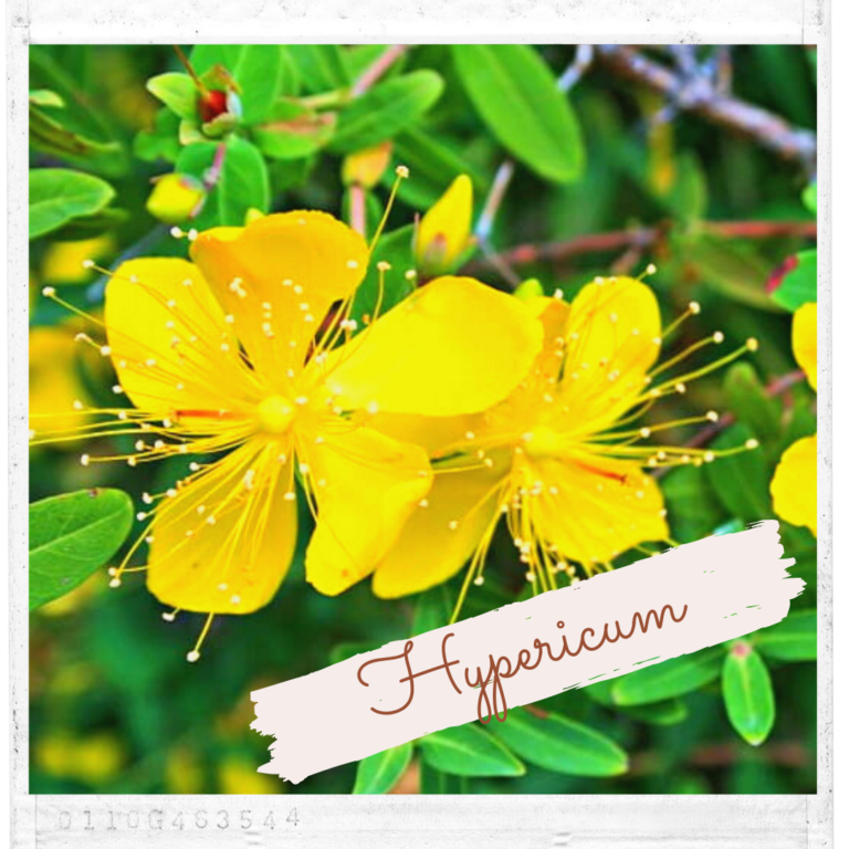 Hypericum