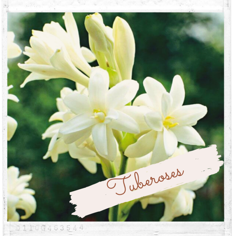 Tuberoses