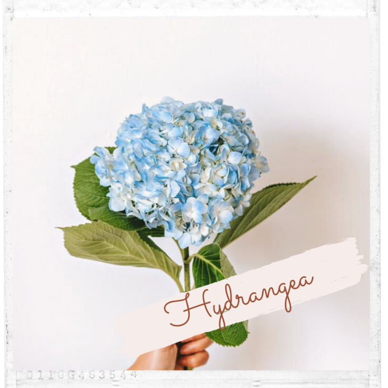 Hydrangea