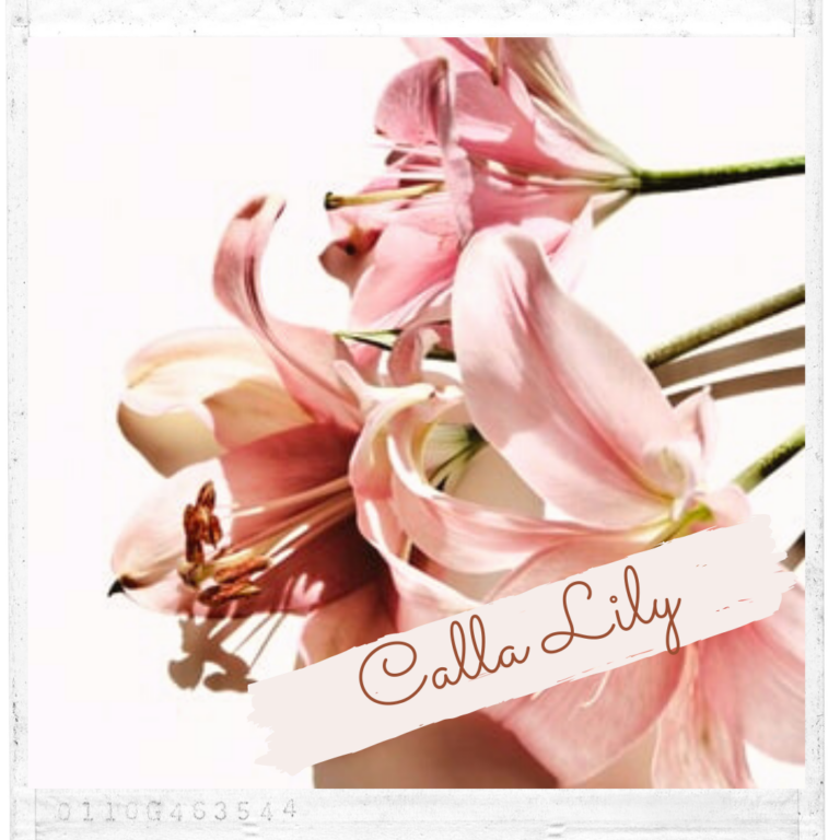 Calla Lily