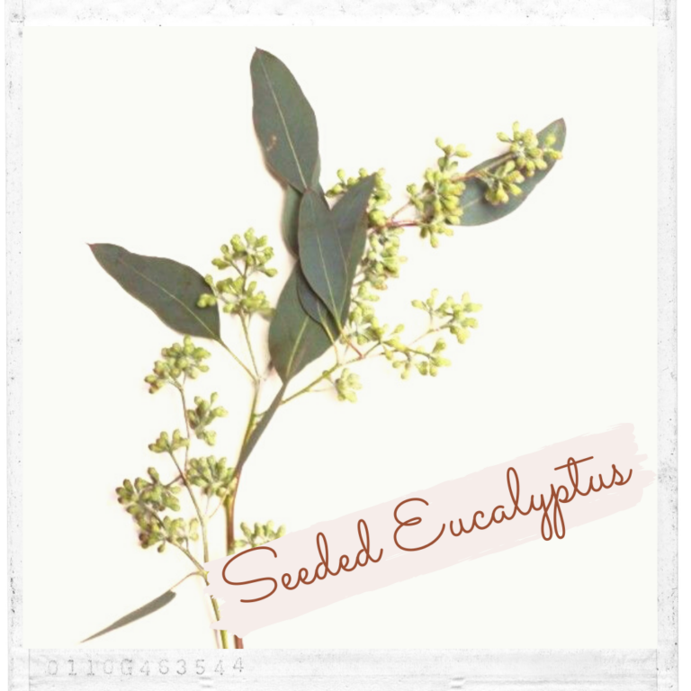 Seeded Eucalyptus