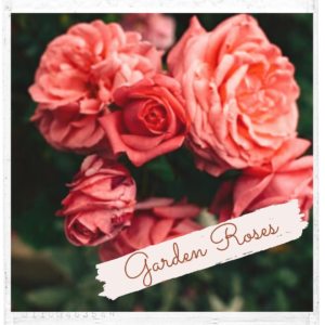 Garden Roses